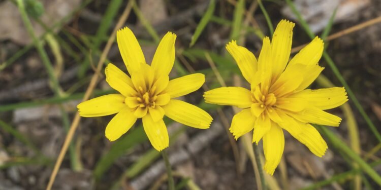 From Murnong to Saltbush: Native Ingredients Find a Place in Modern Australian Kitchens